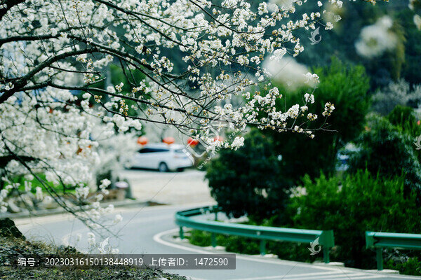 城鄉(xiāng)花掩春意濃