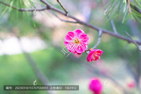 梅花