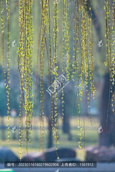 春日柳枝發(fā)芽
