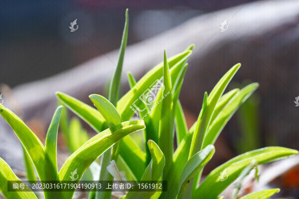 春季植物發(fā)芽
