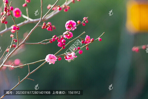 梅花花朵花枝