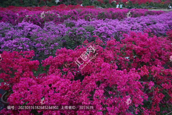 杜鵑花海
