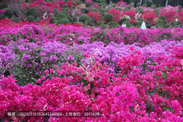 杜鵑花海