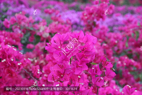 杜鵑花海