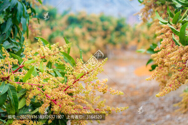 芒果園芒果花盛花期