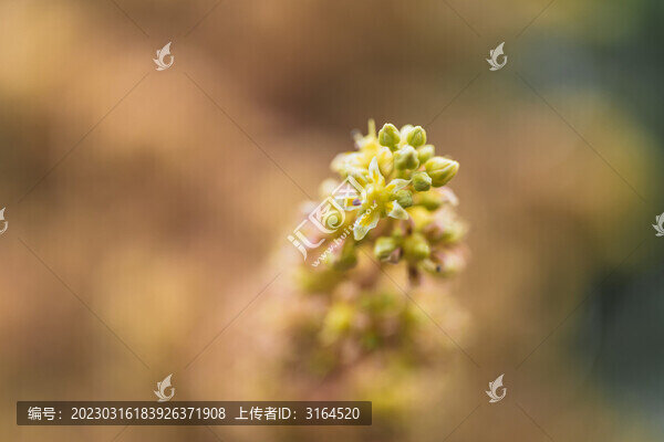 芒果花微距特寫