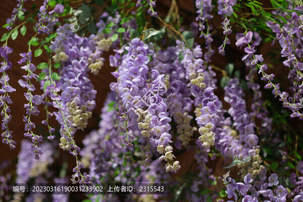 紫藤花