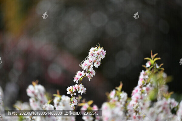 郁李花