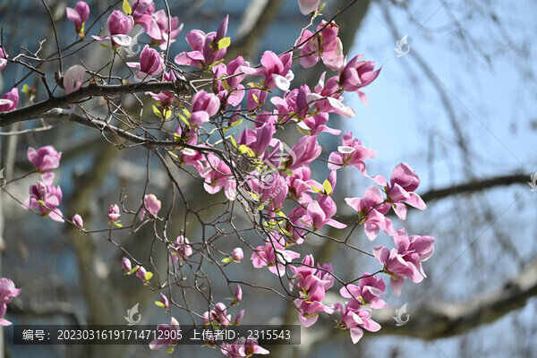 玉蘭花開(kāi)