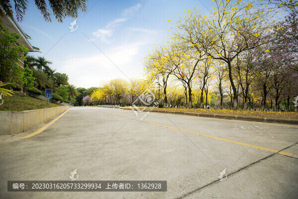 華農(nóng)大黃花風(fēng)鈴