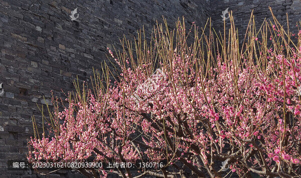 春暖花開