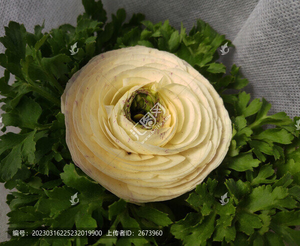 白色花毛茛