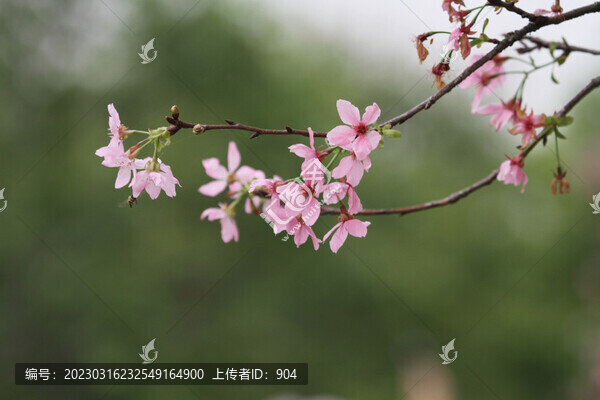 櫻花盛開