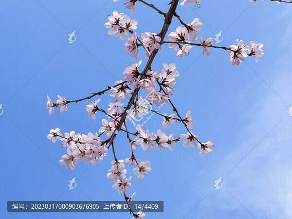 桃花3