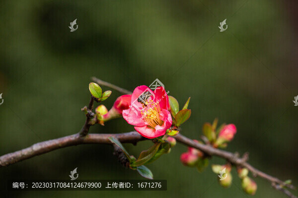 貼梗海棠
