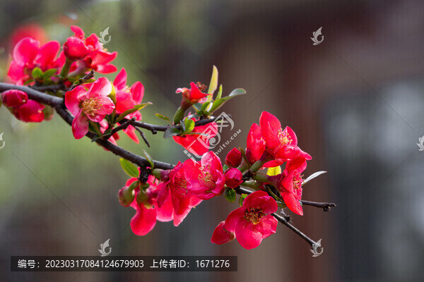貼梗海棠