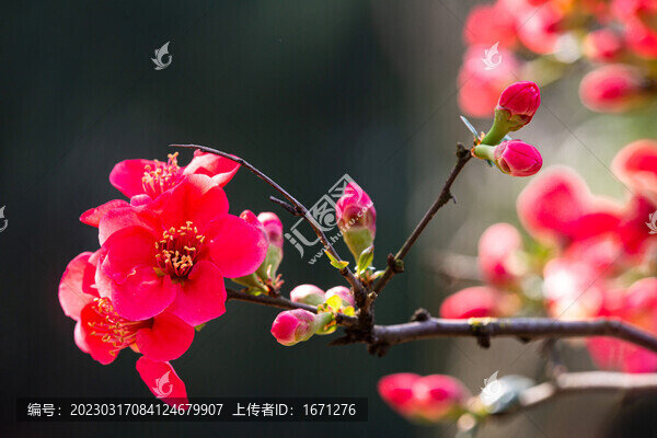 貼梗海棠