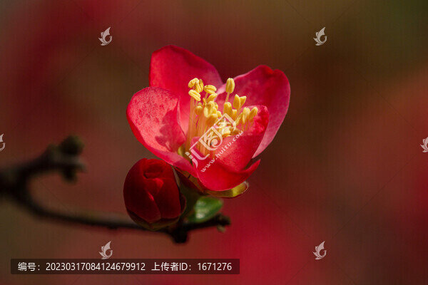 貼梗海棠