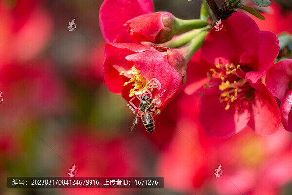 貼梗海棠