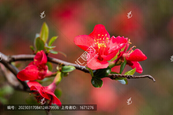 貼梗海棠