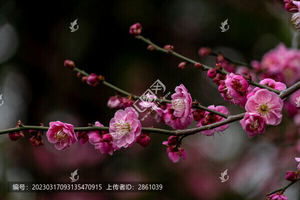 梅花盛開