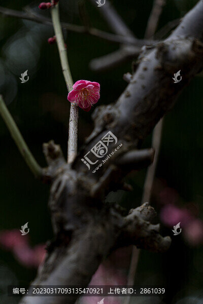 梅花盛開(kāi)