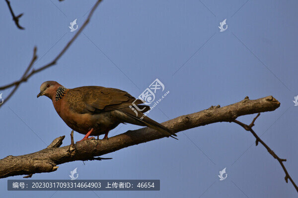 珠頸斑鳩