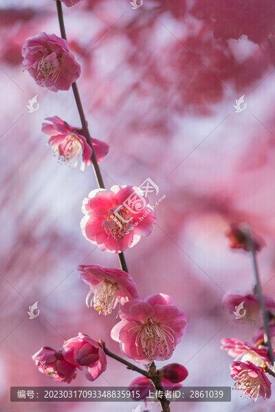 梅花盛開(kāi)