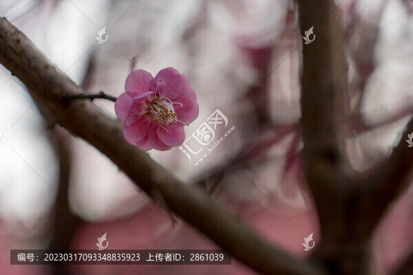 梅花盛開