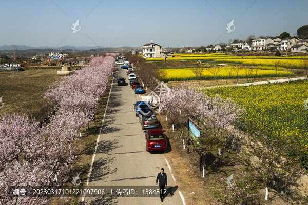 櫻花盛開(kāi)航拍