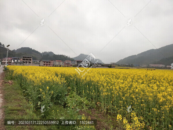 盛開的油菜花