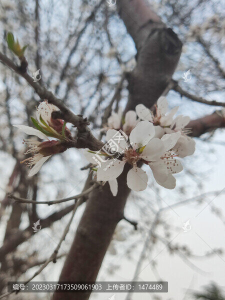 山桃花