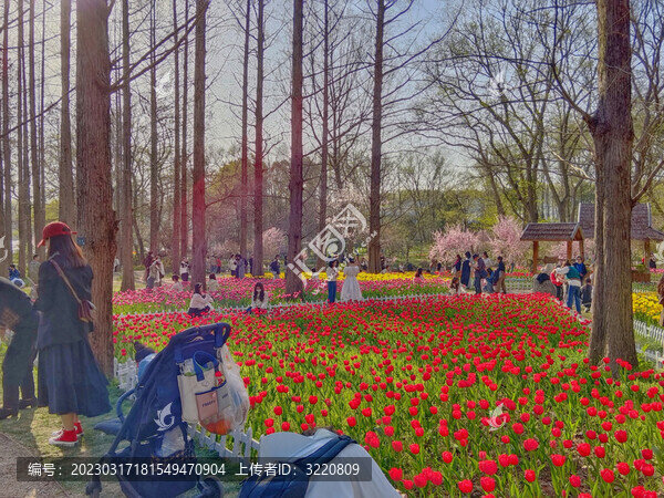 郁金香花海全景