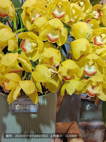 黃色蝴蝶蘭