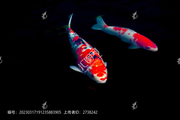 錦鯉游過來