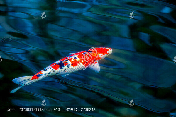 錦鯉游過(guò)來(lái)