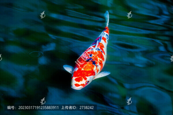 錦鯉游過(guò)來(lái)