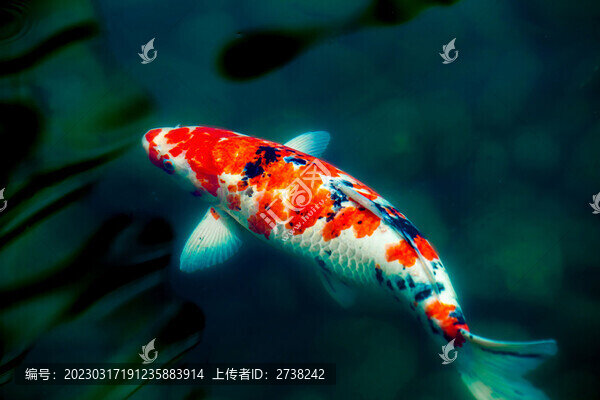 錦鯉游過來