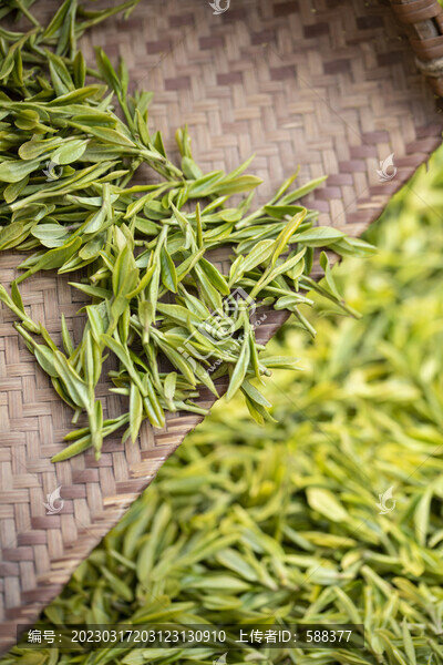 杭州西湖獅峰龍井新鮮茶葉