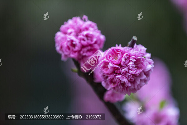 簇?fù)硎㈤_(kāi)的美人梅