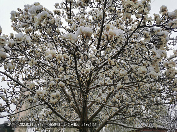 雪中玉蘭花