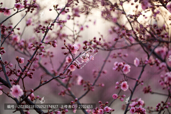 美人梅花