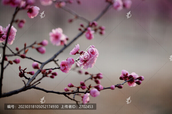 美人梅花枝