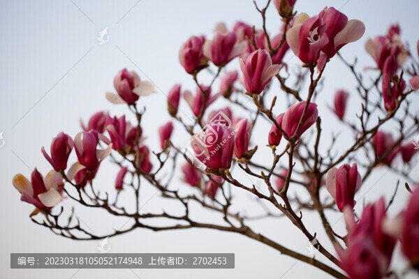 玉蘭花