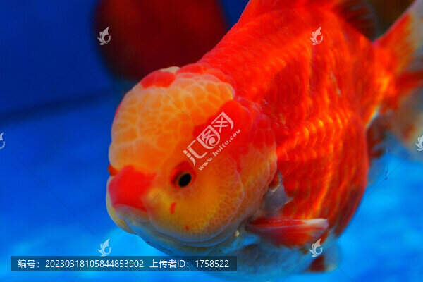 福州金魚