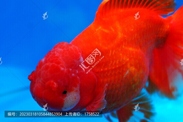 福州金魚