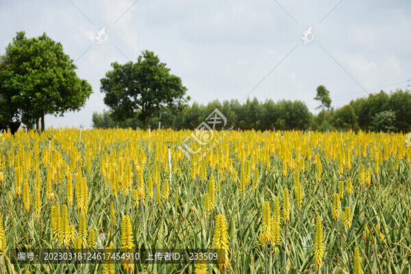 蘆薈花