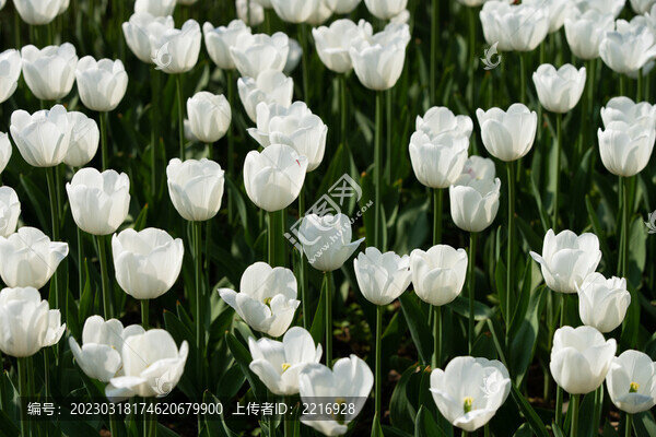 郁金香花卉背景圖