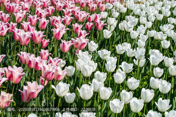 郁金香花卉背景圖
