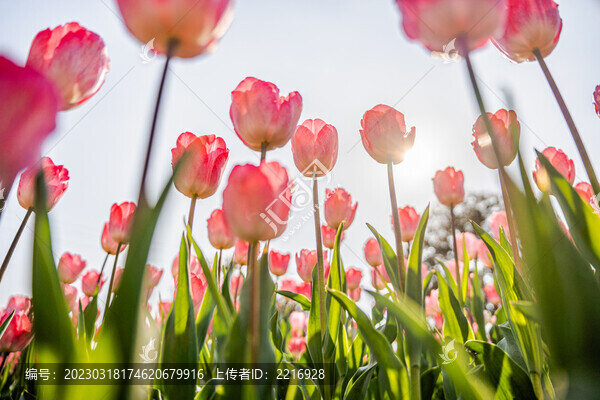 郁金香花卉背景圖